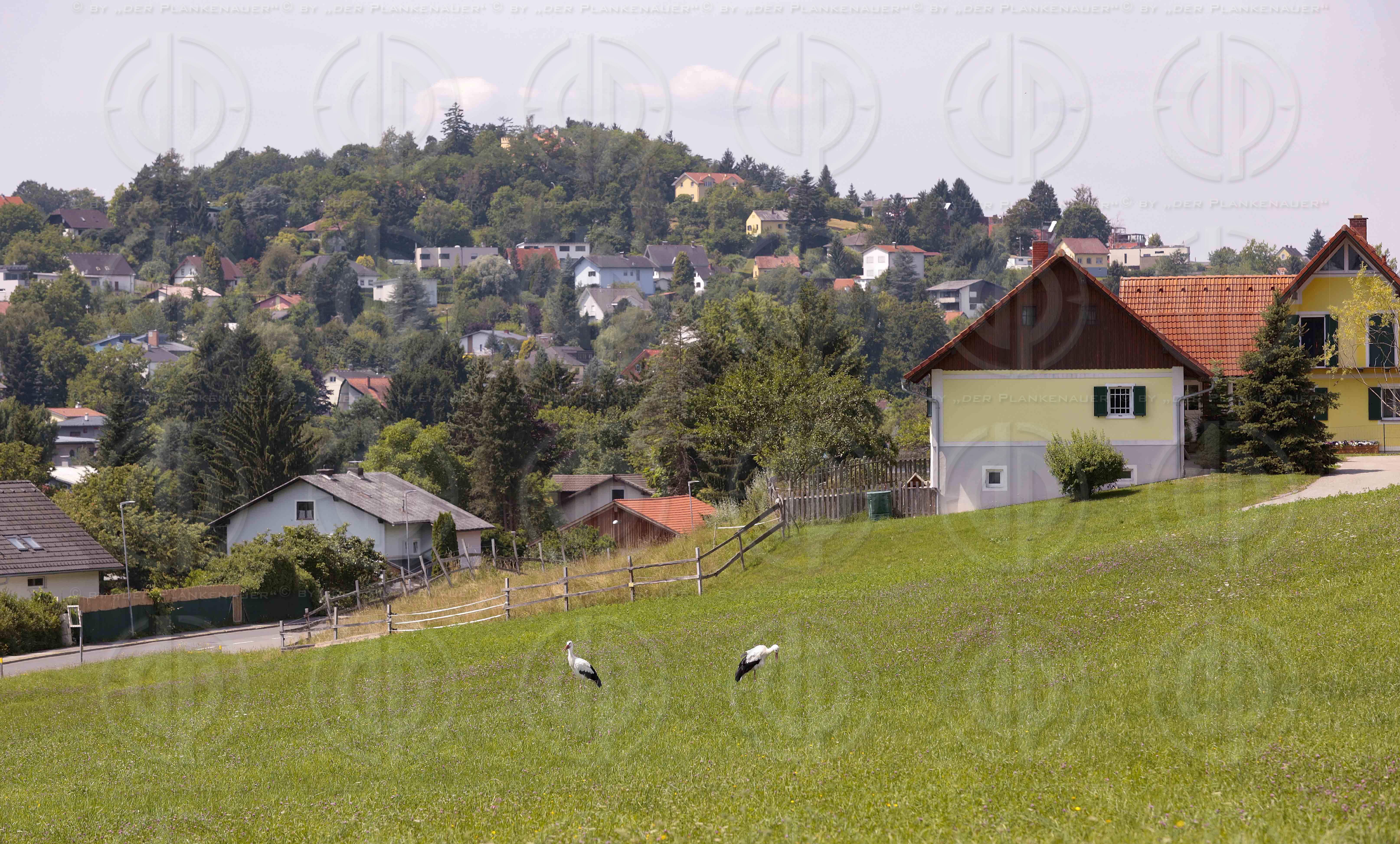 Natur in Stadtnähe - Störche in der Ragnitz