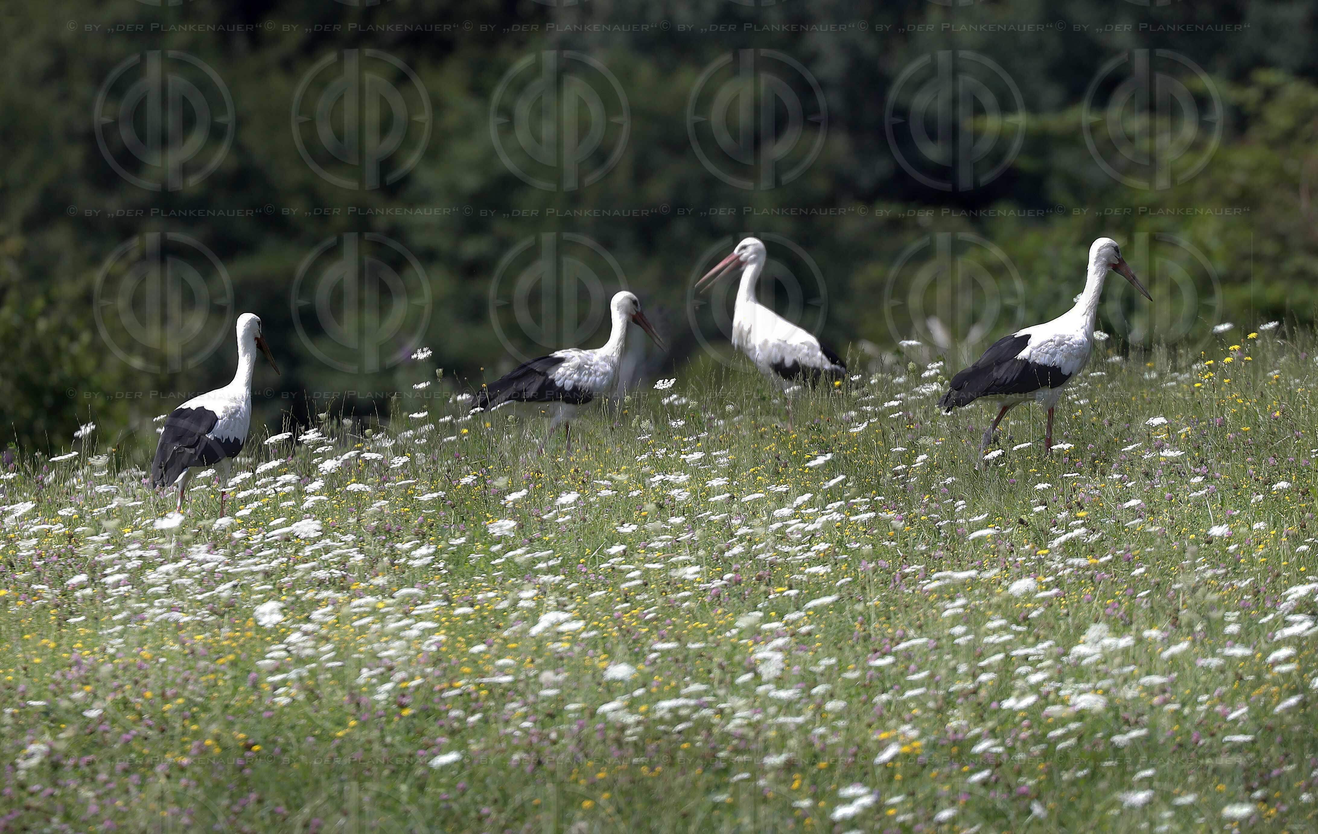 Natur in Stadtnähe -  4 Störche in der Ragnitz