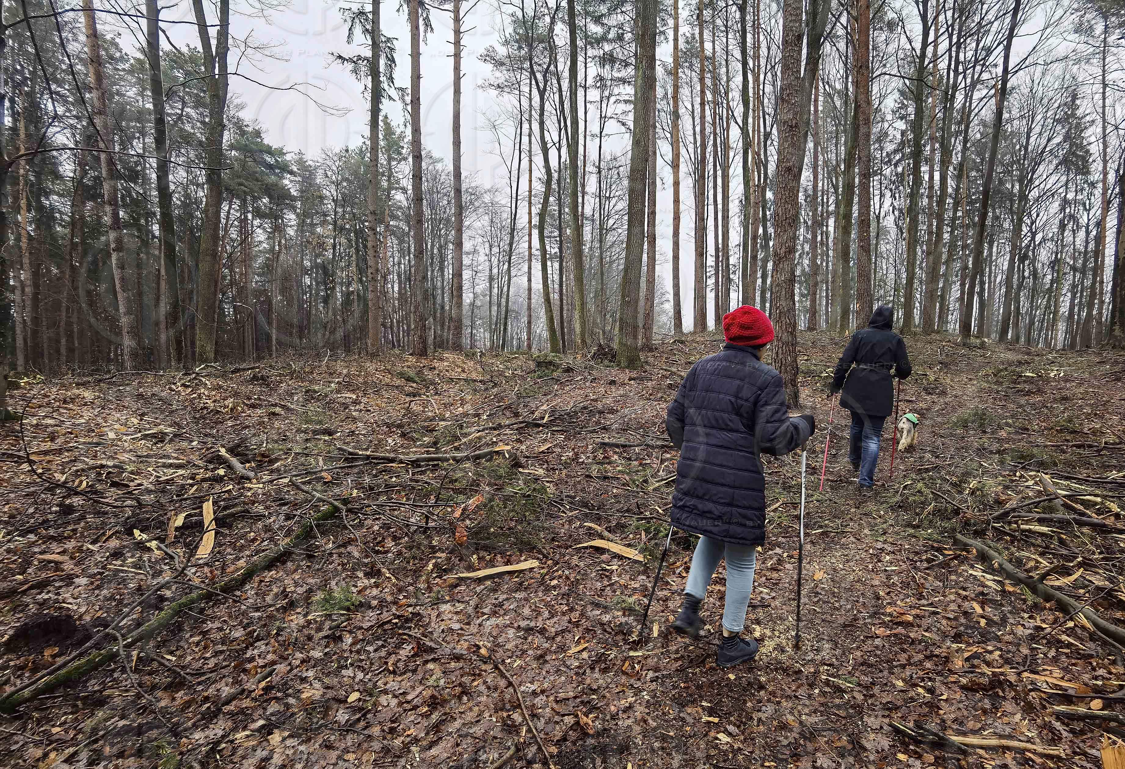 Waldspaziergang Rastbühel am 09.04.2023