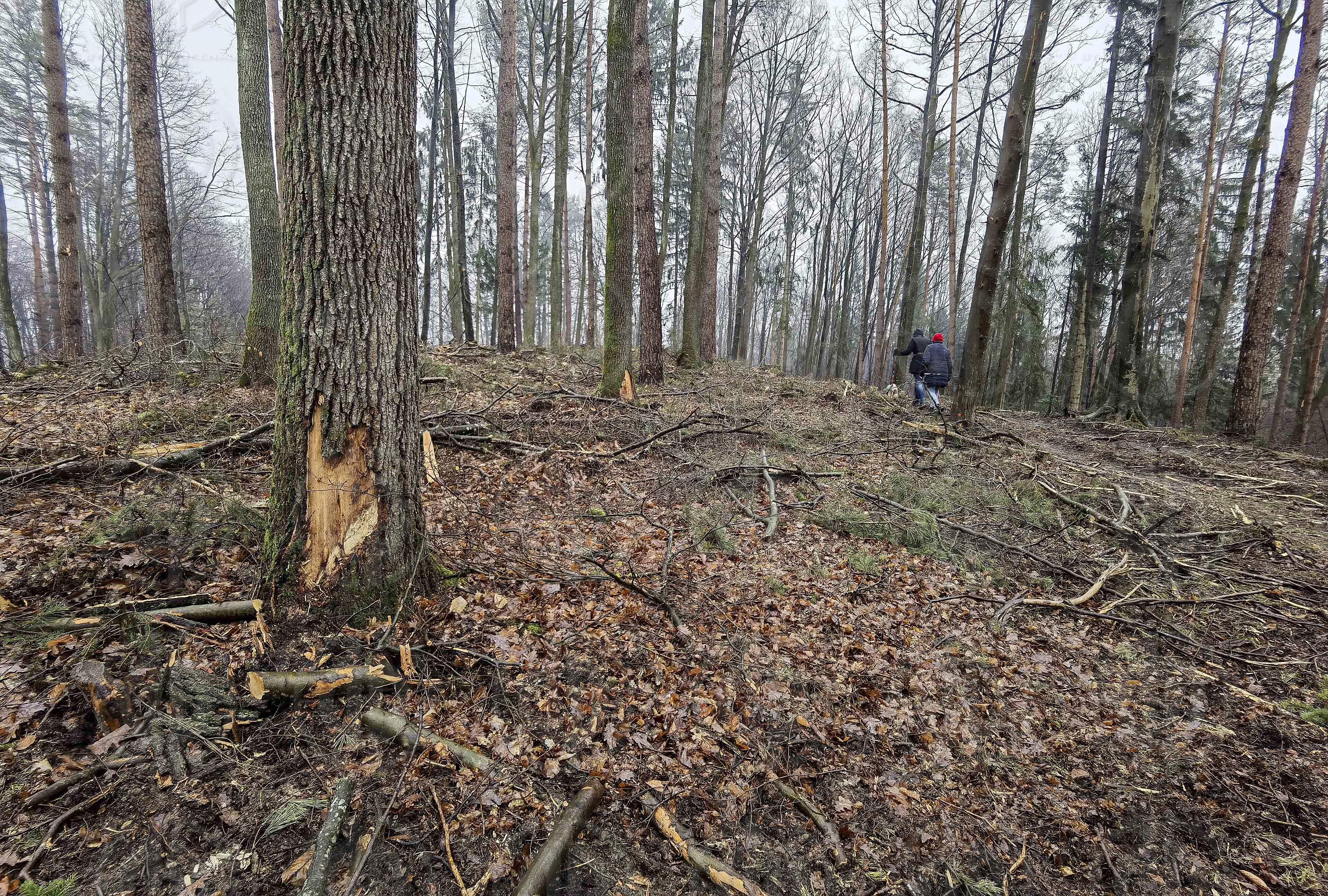 Waldspaziergang Rastbühel am 09.04.2023