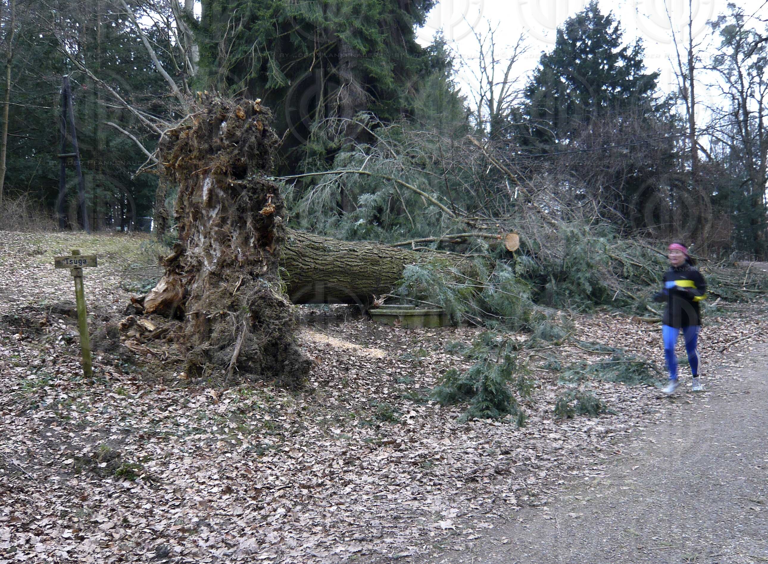 Sturmschäden durch Paula