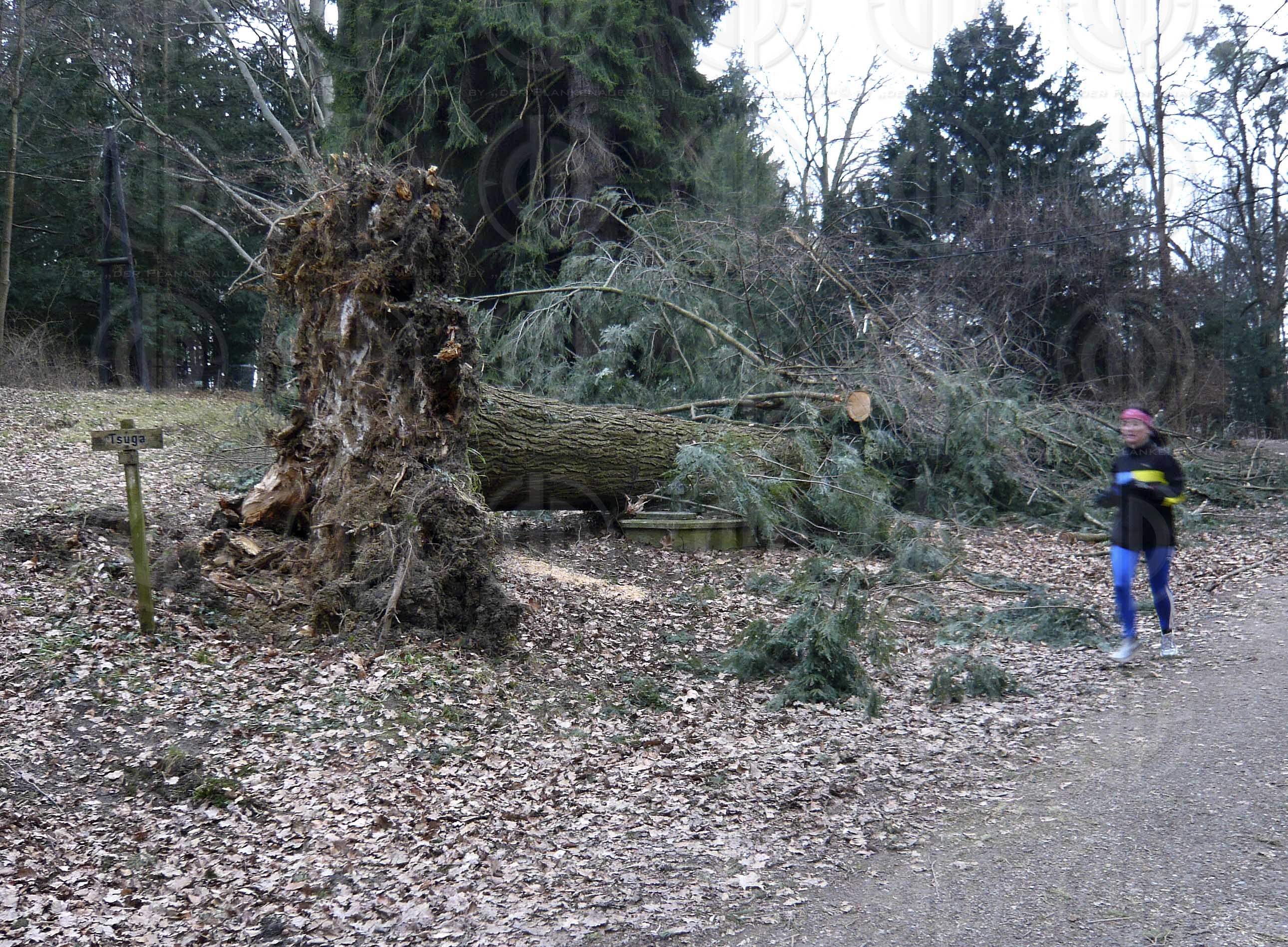 Sturmschäden durch Paula
