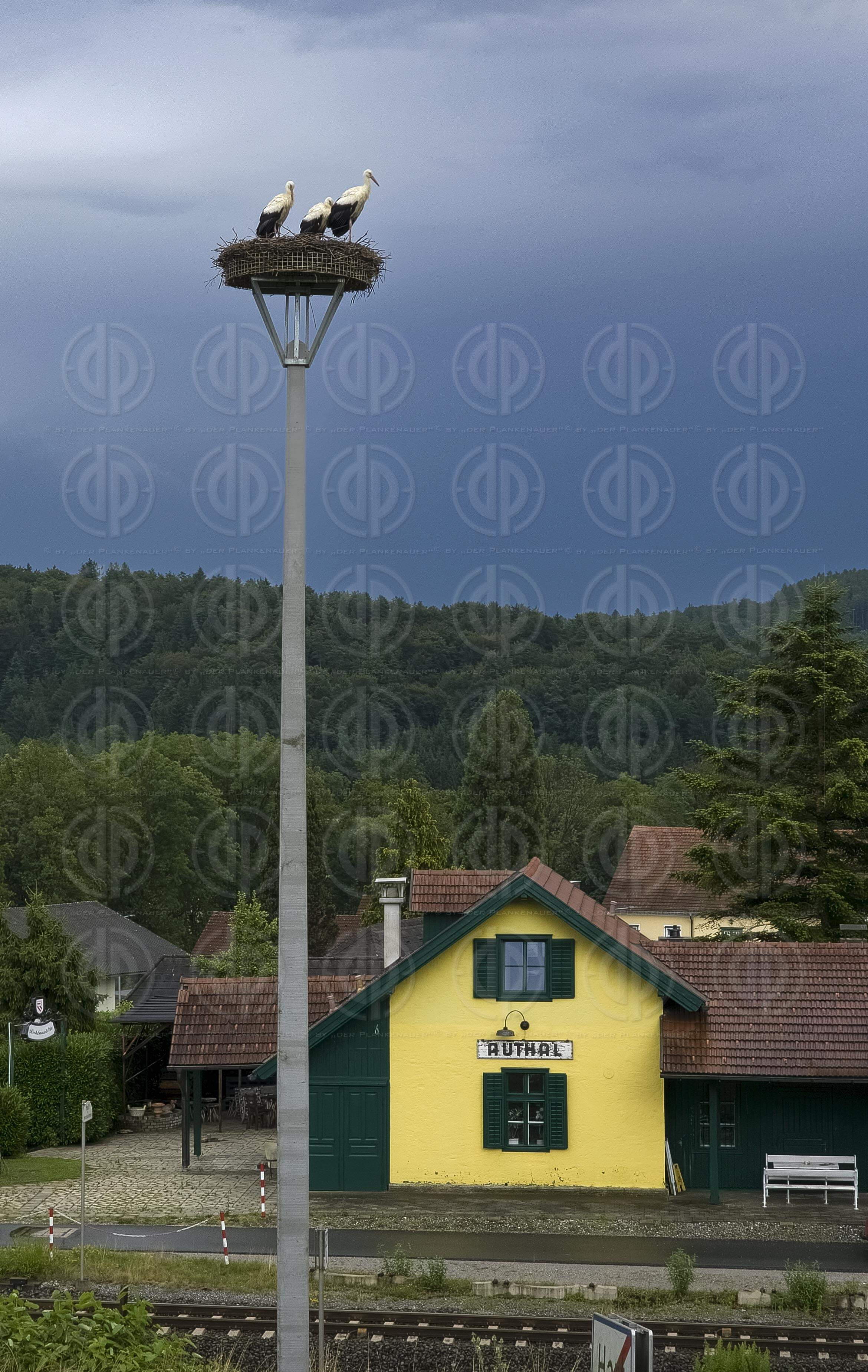 Störche in Autal am 14.07.2025