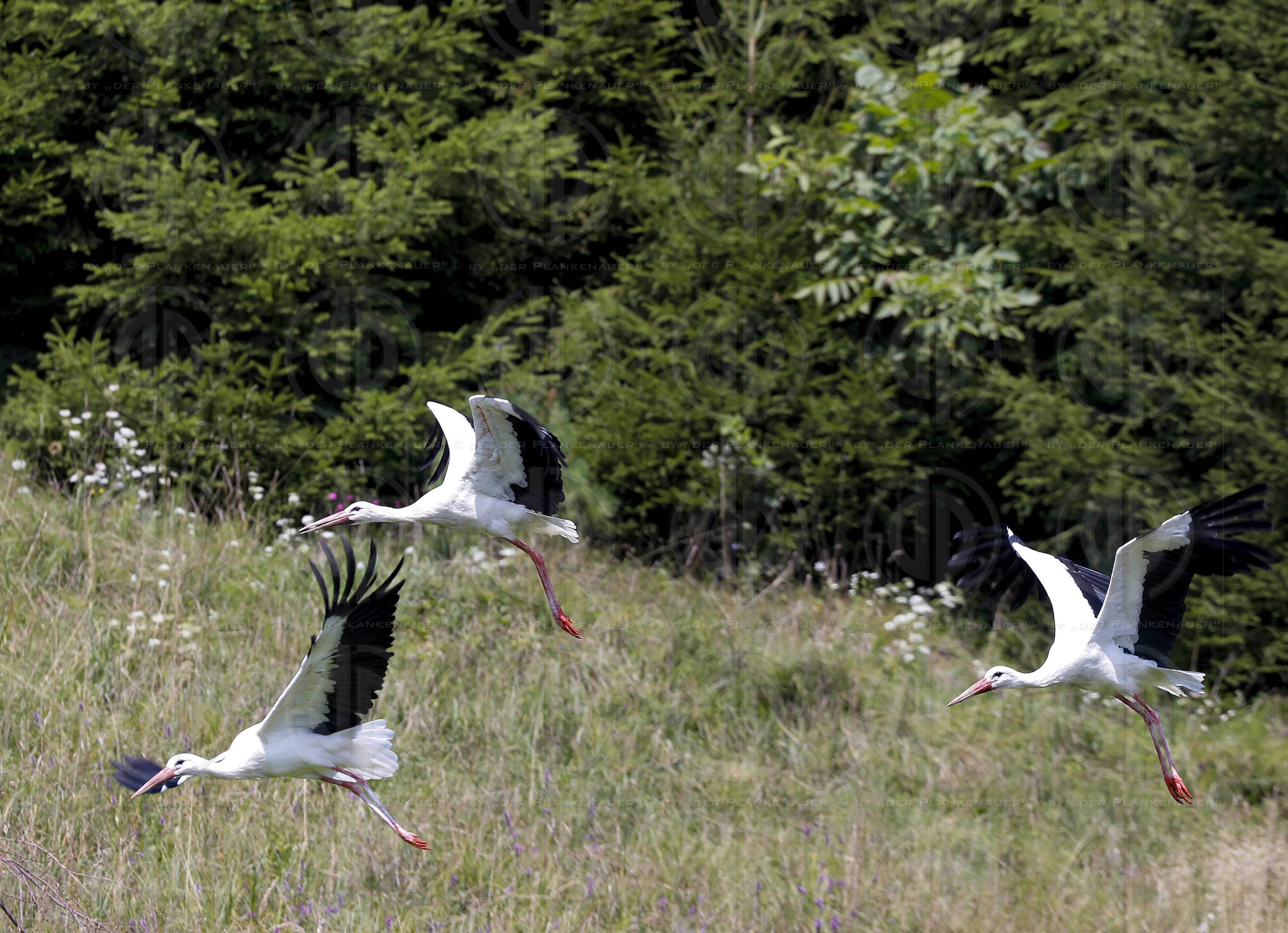 Natur in Stadtnähe -  4 Störche in der Ragnitz
