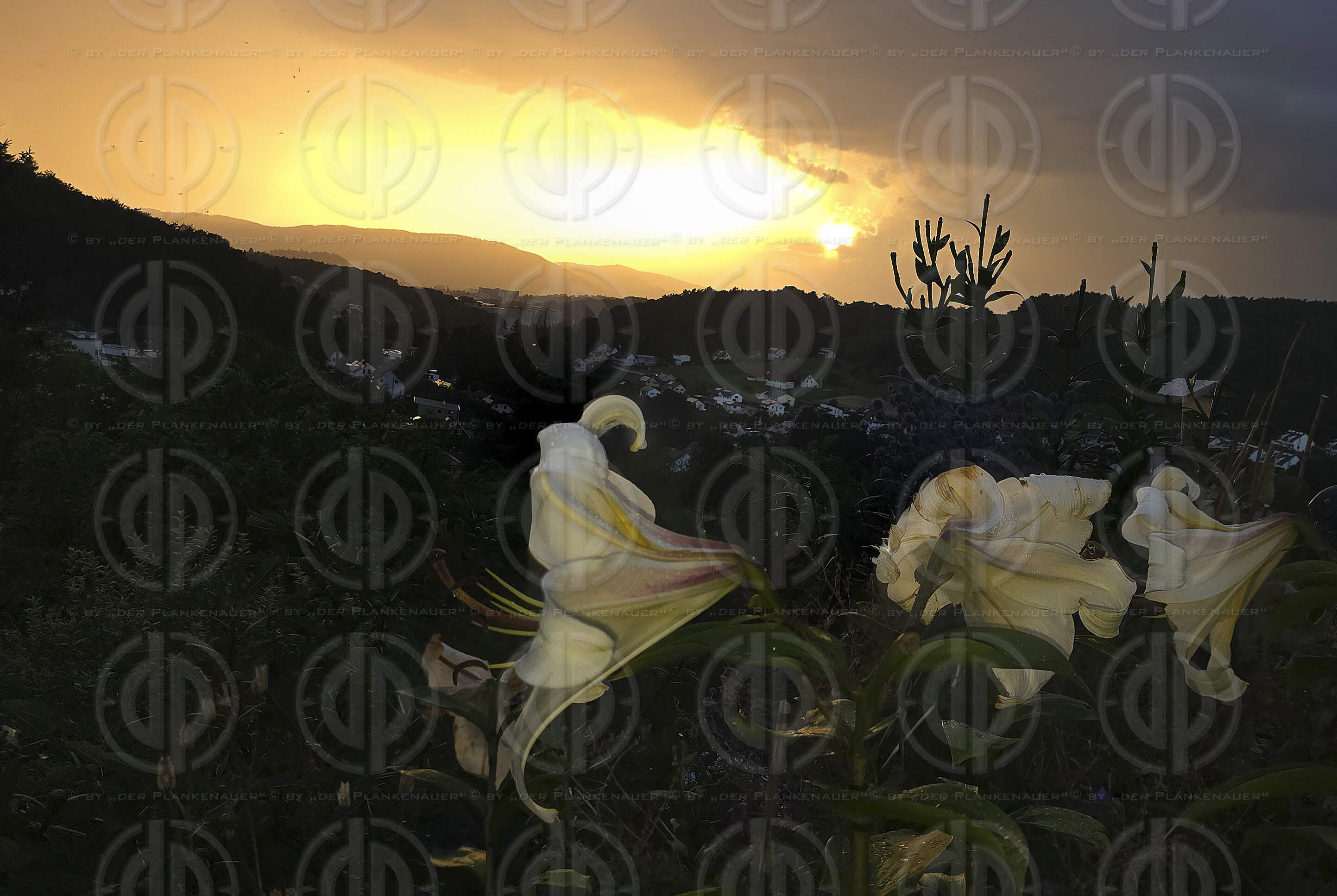 Abendlicht am Stiegenweg 5 am 22.07.2025