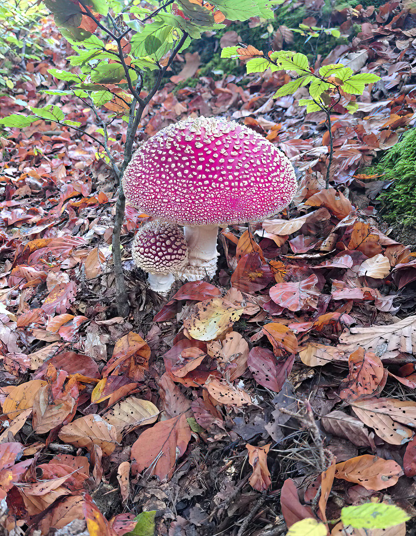 Glückssymbol roter Fliegenpilz am 25.10.2025