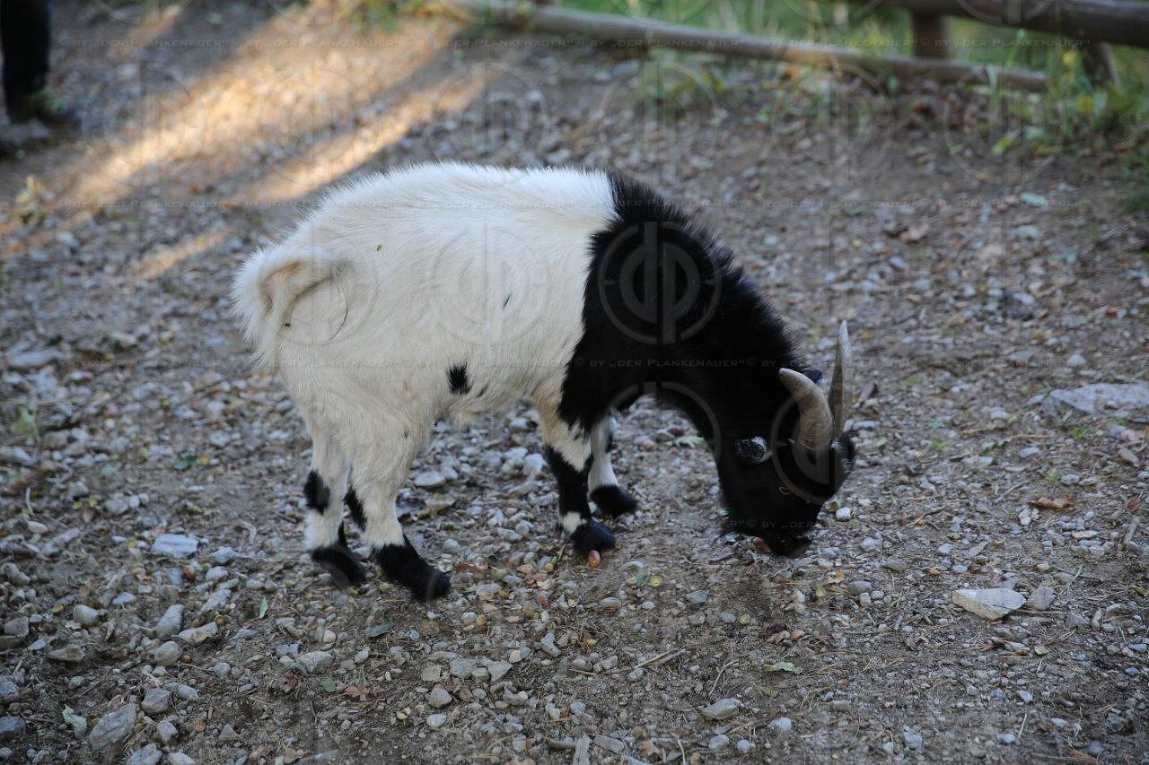 Treffen anlässlich 50 Jahre Matura an der HTL-Villach