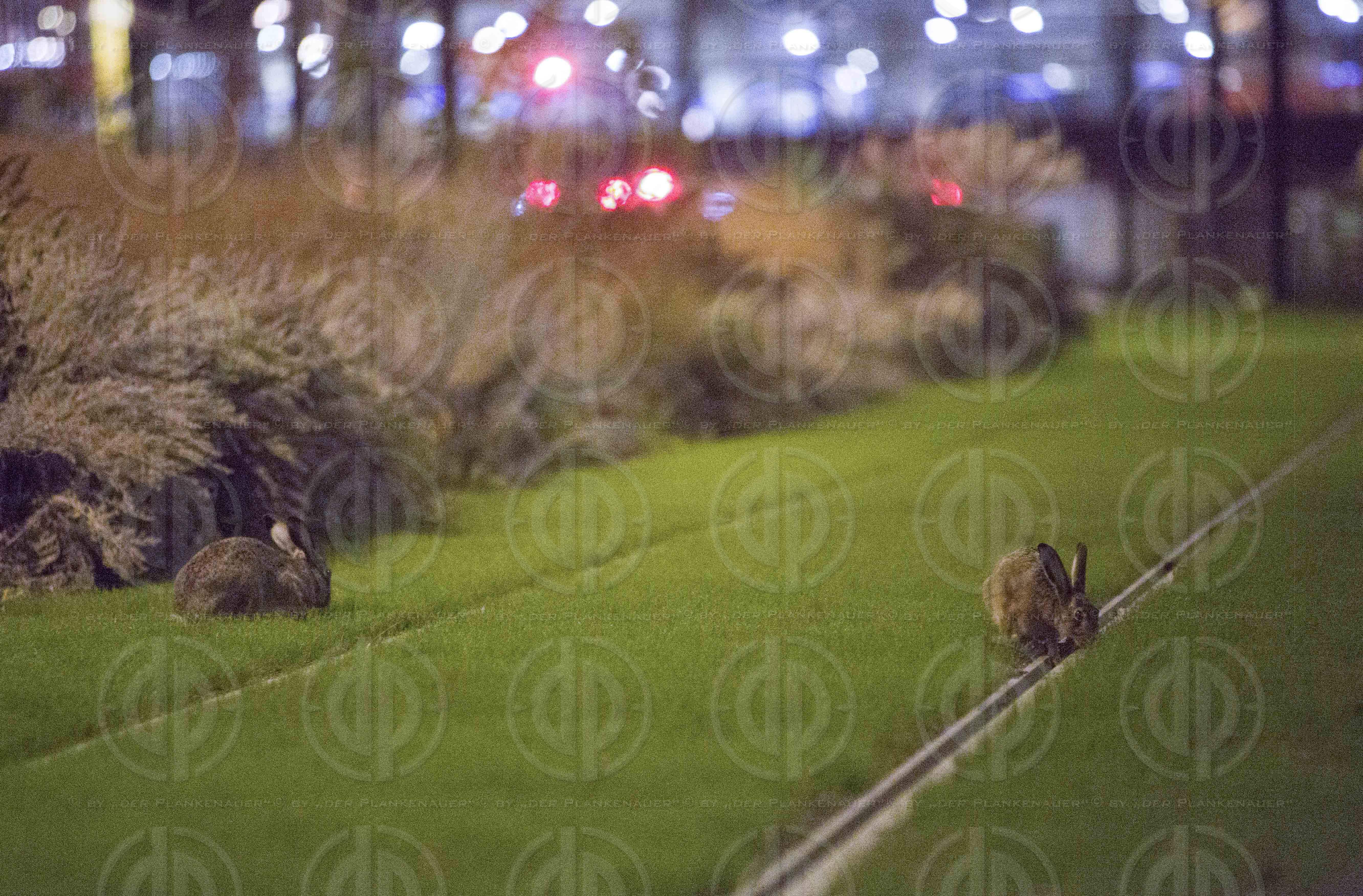 Wildtiere in Großstadt