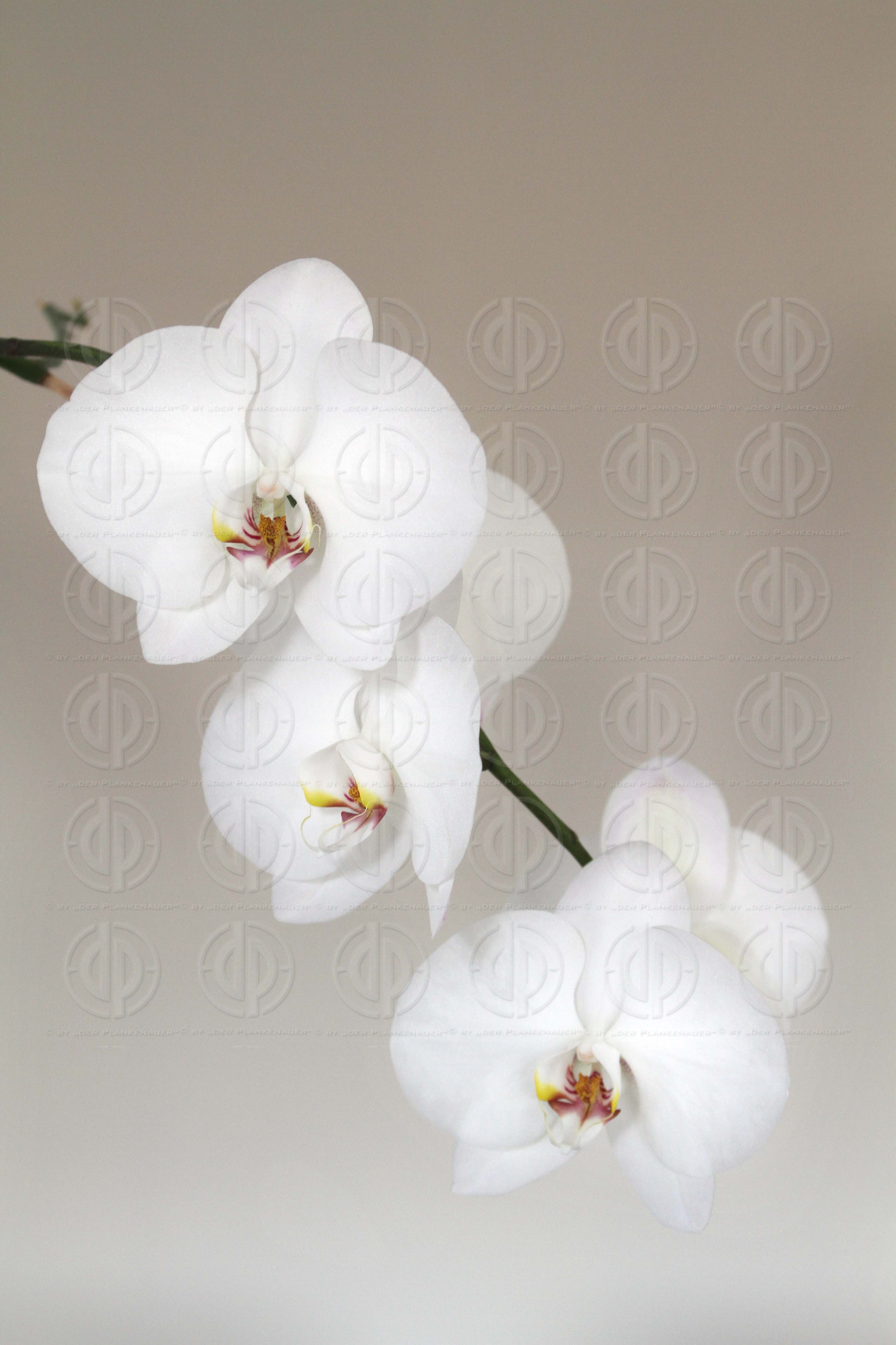 Rechtsanwälte Dr. Christandl und Partner