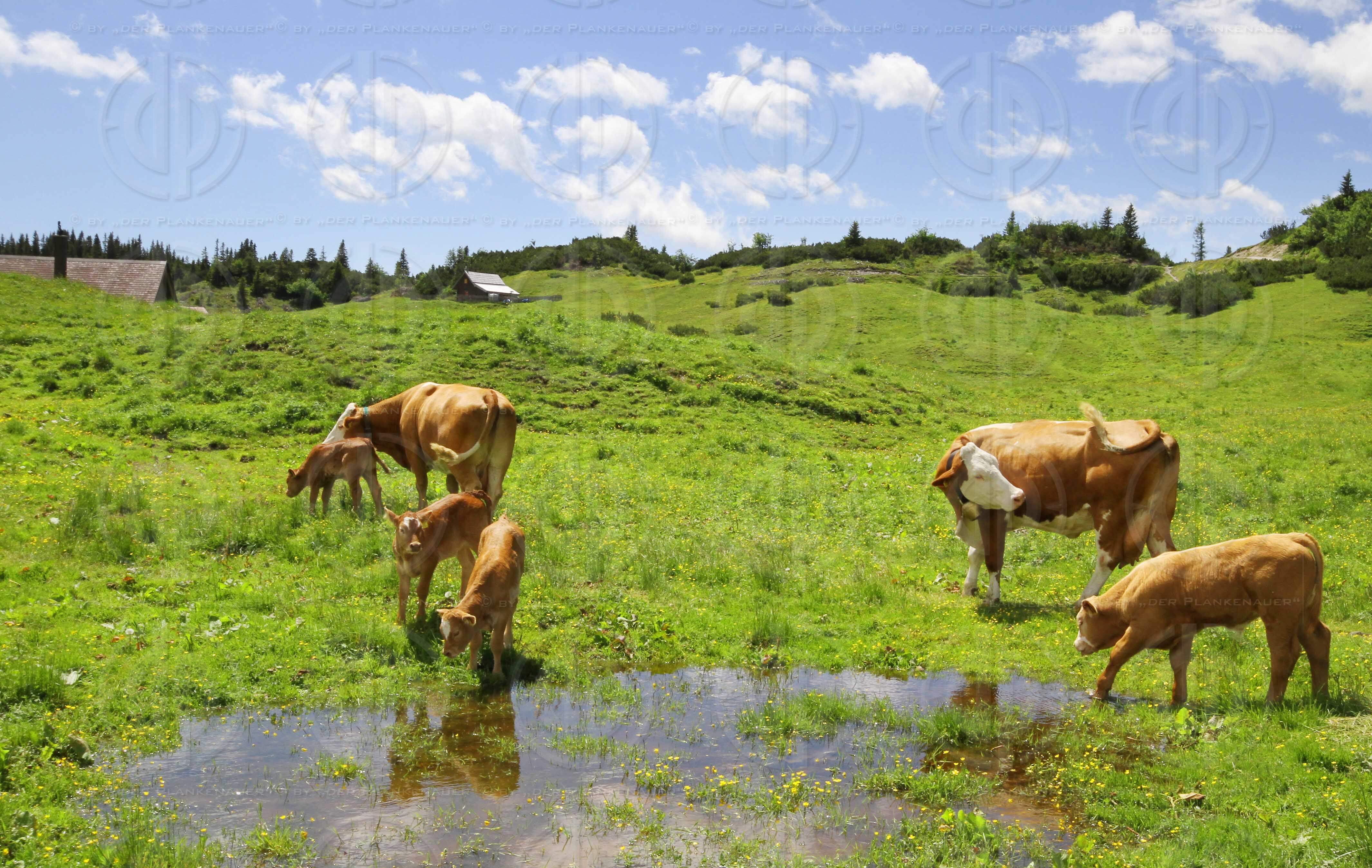 Bergwandern im Hochschwabgebiet