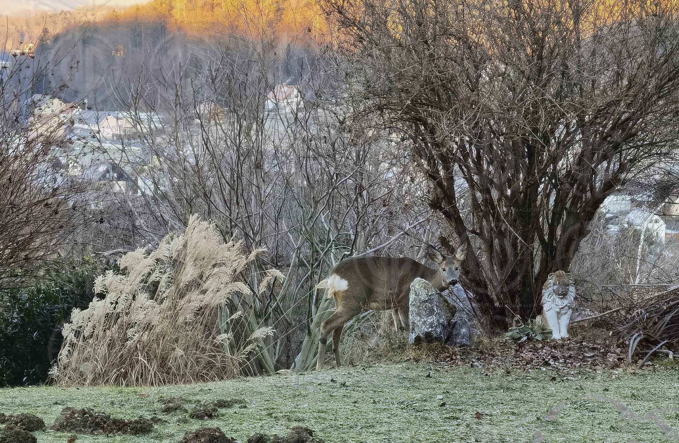 Reh am Grund Stiegenweg 5 am 07.01.2022