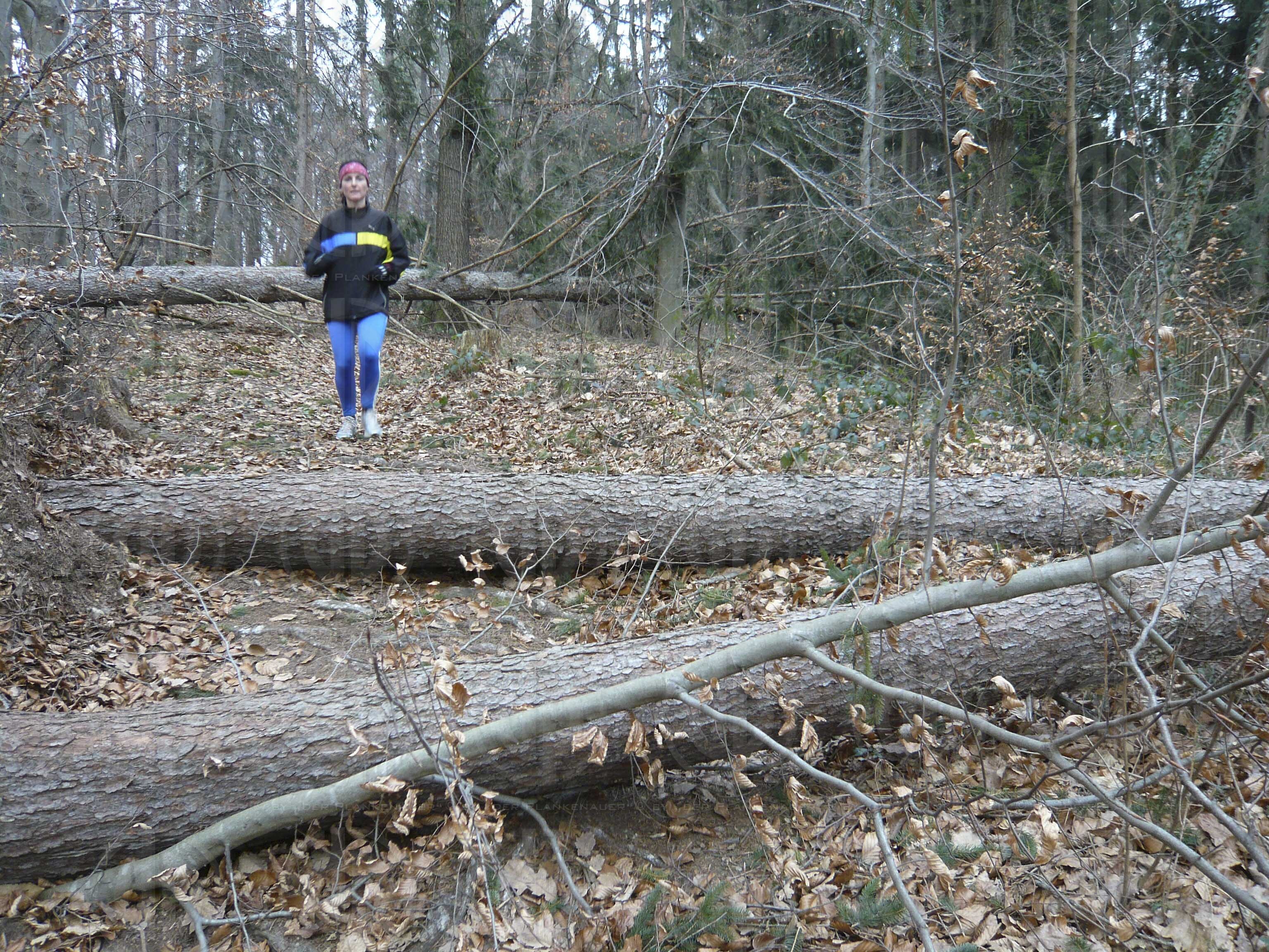 Sturmschäden durch Paula
