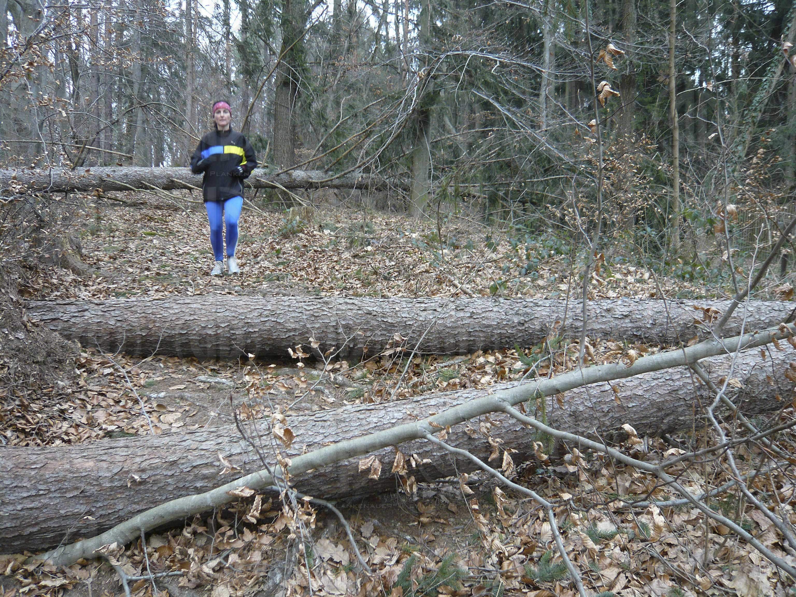 Sturmschäden durch Paula