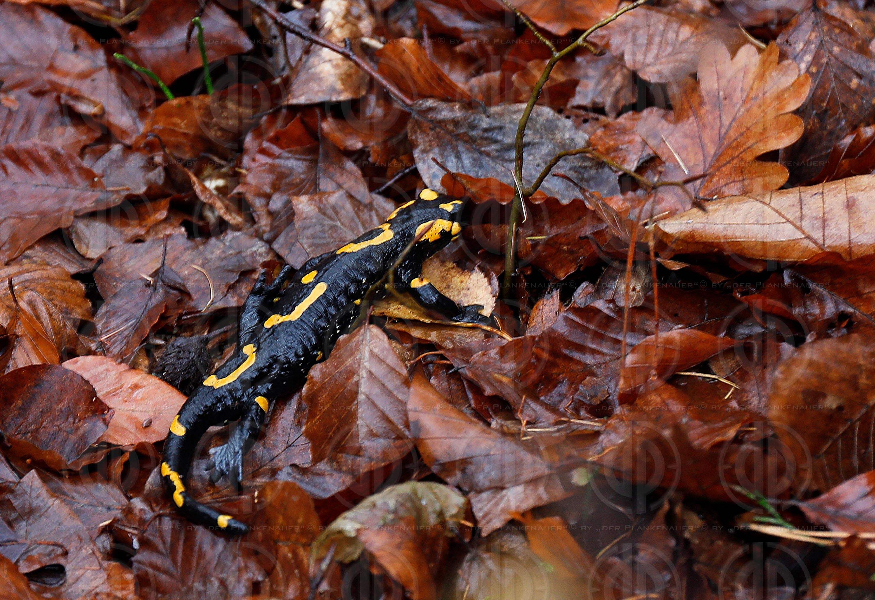 Tierarten in der Steiermark