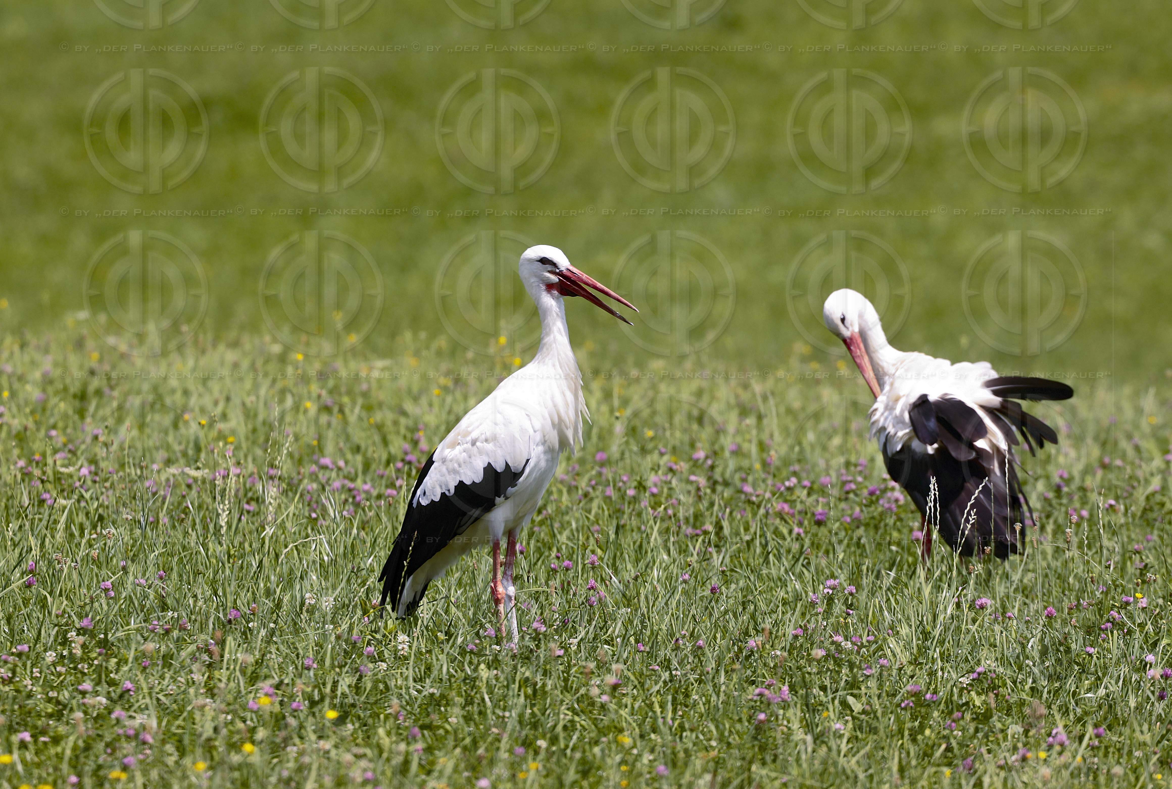 Natur in Stadtnähe - Störche in der Ragnitz