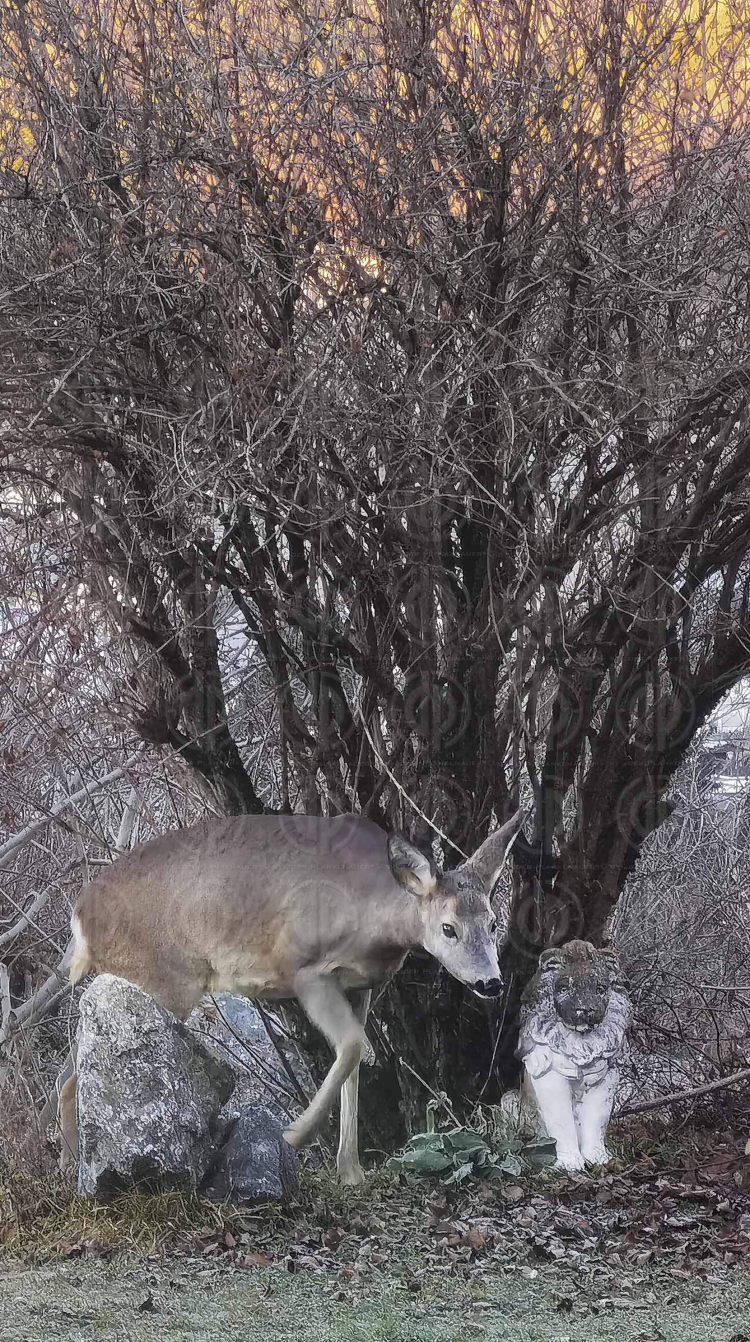 Reh am Grund Stiegenweg 5 am 07.01.2022