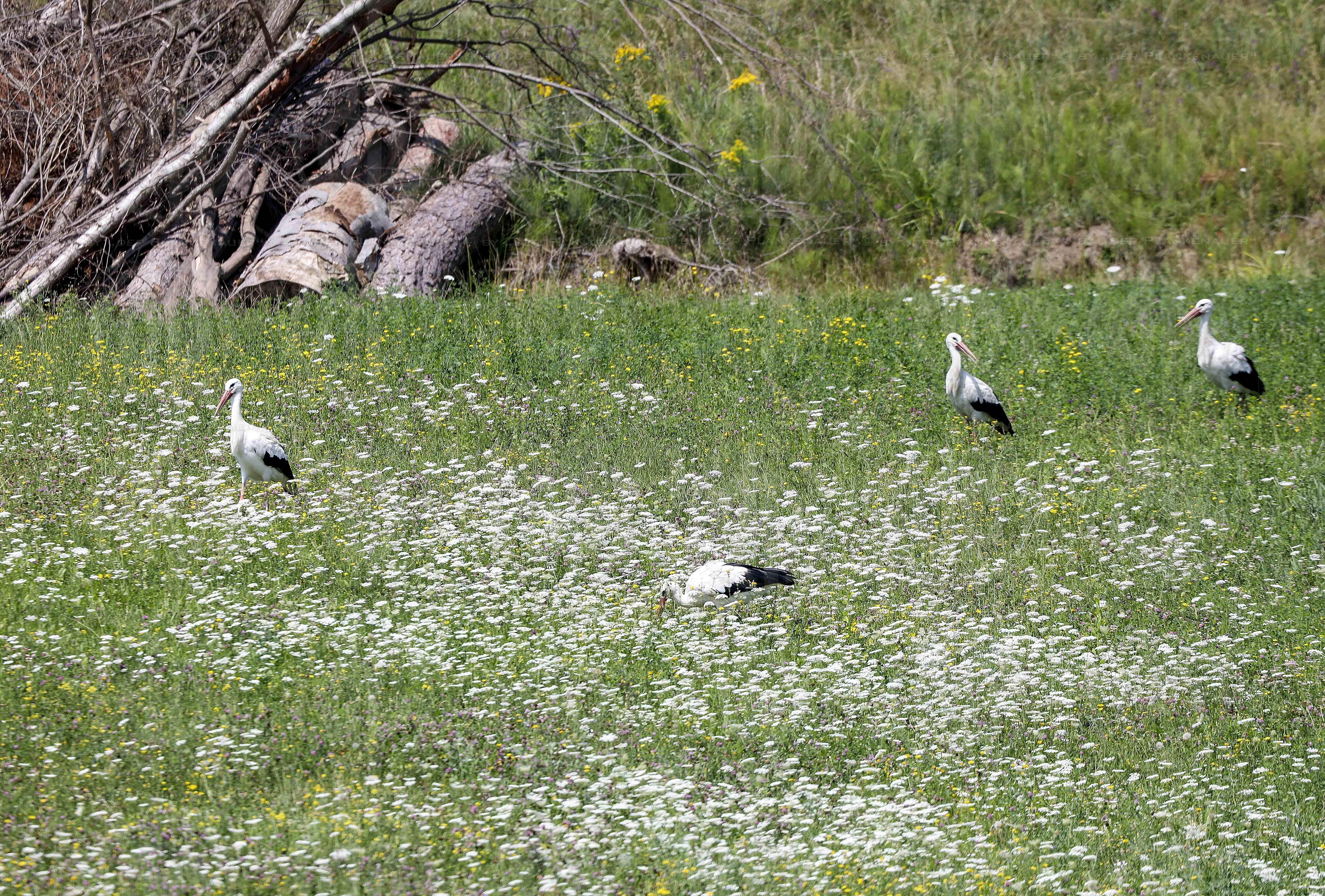 Natur in Stadtnähe -  4 Störche in der Ragnitz