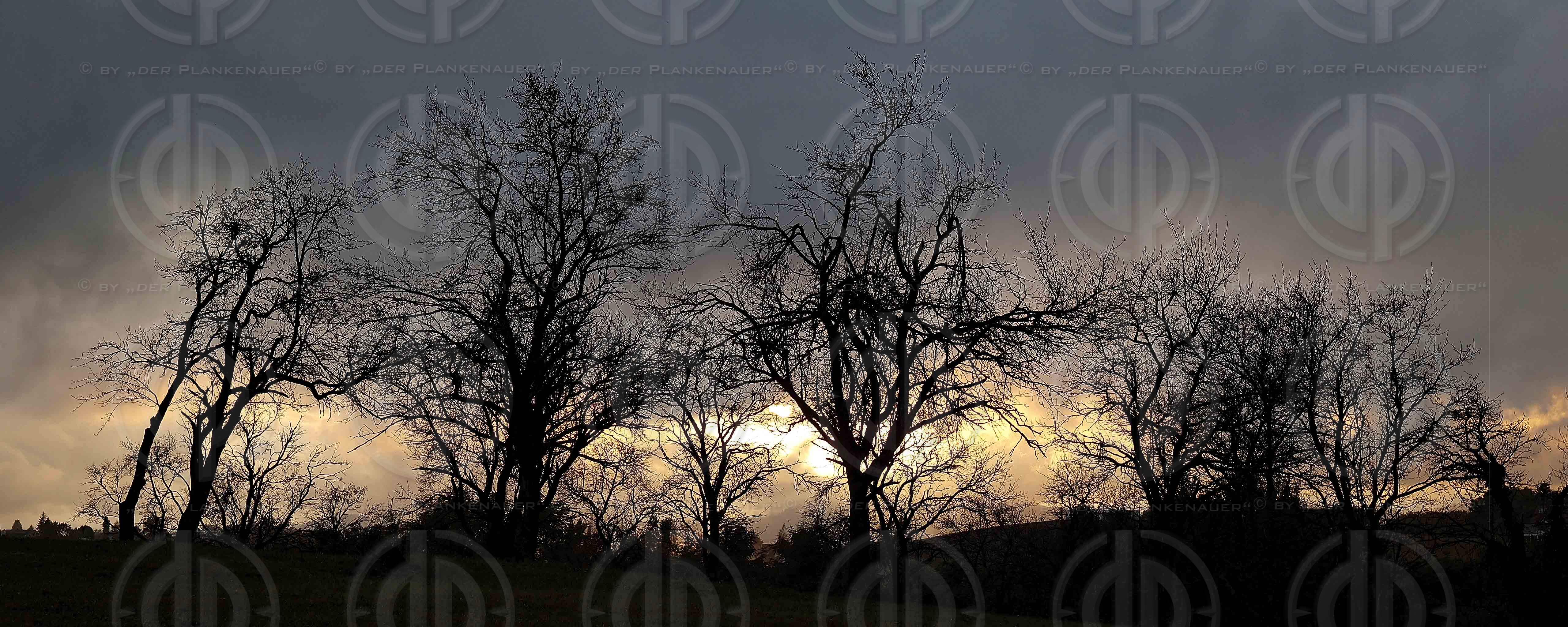 Pferdeweide  im Sonnenuntergang