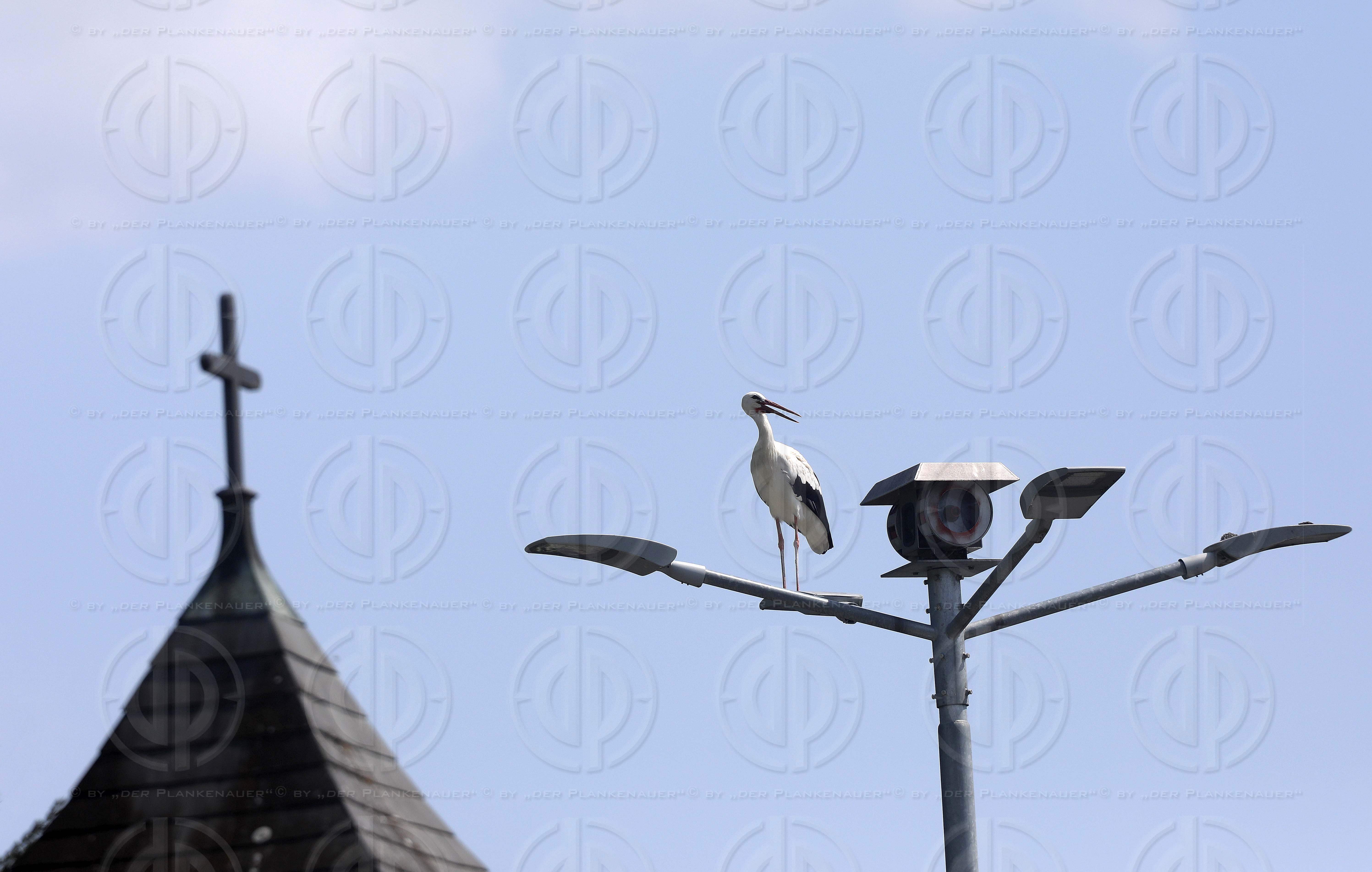 Natur in Stadtnähe -  4 Störche in der Ragnitz