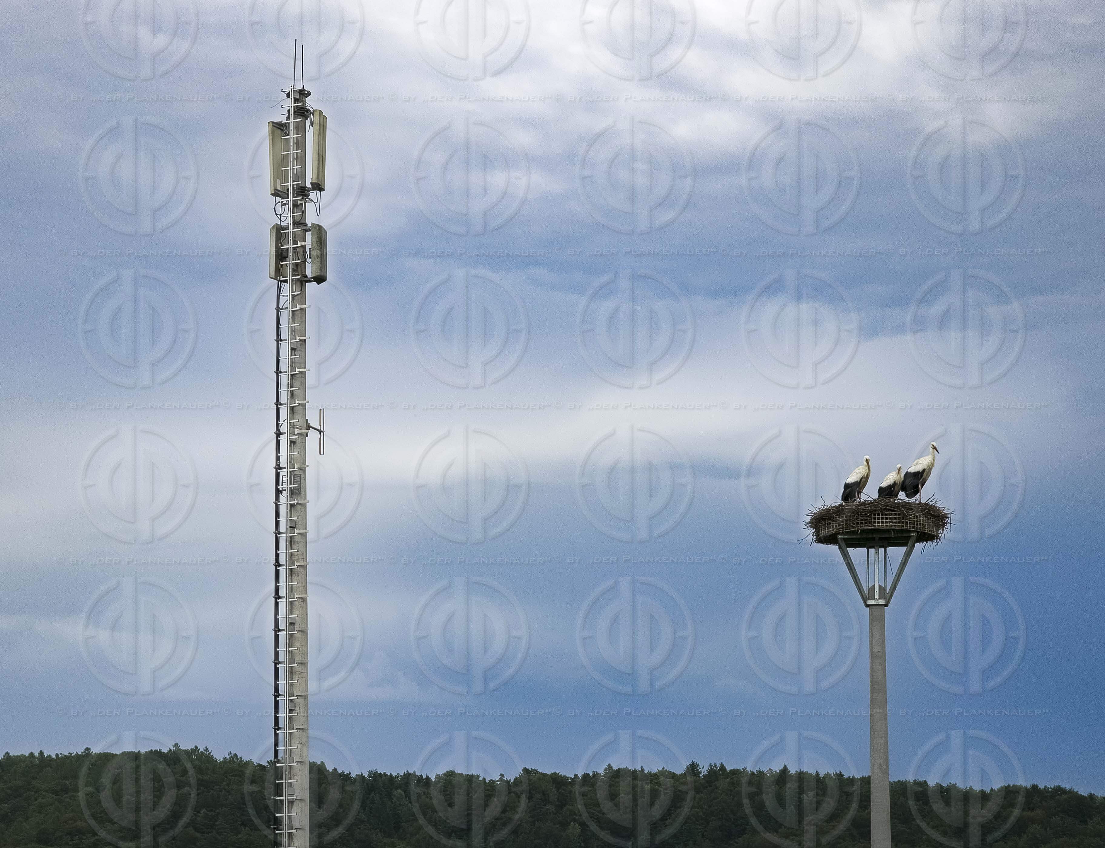 Störche in Autal am 14.07.2025