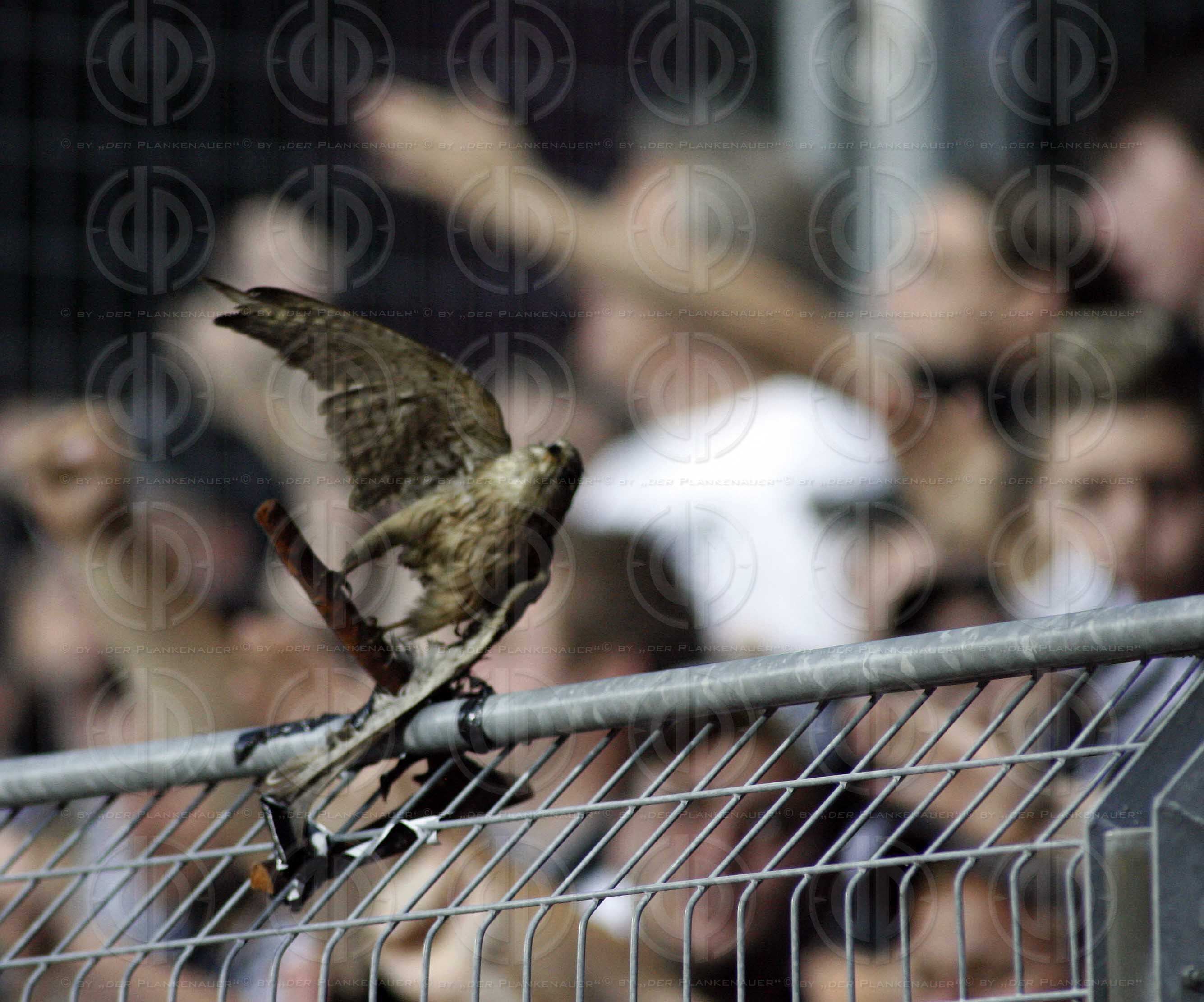 KSV Superfund vs. SK Sturm Graz