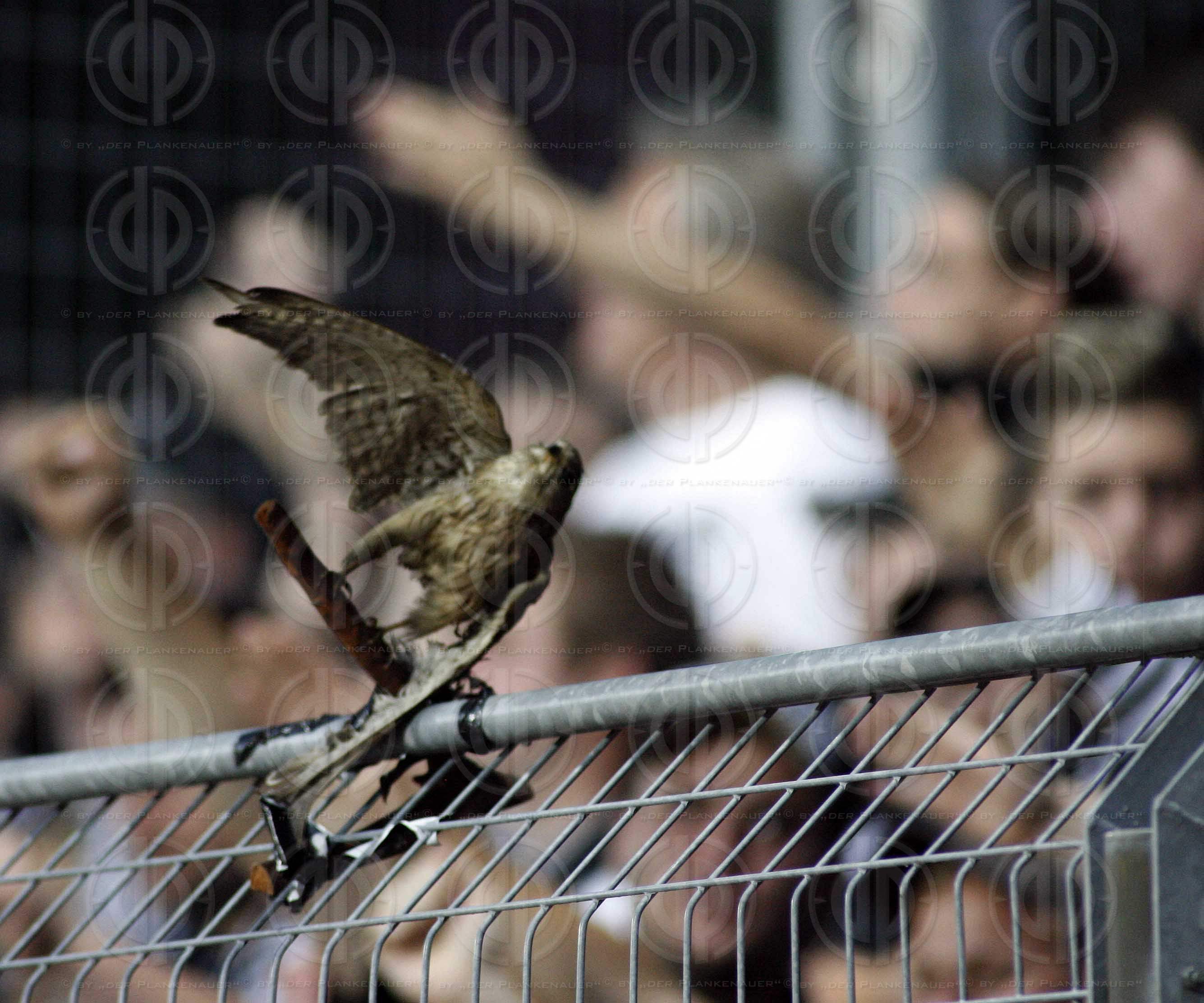 KSV Superfund vs. SK Sturm Graz