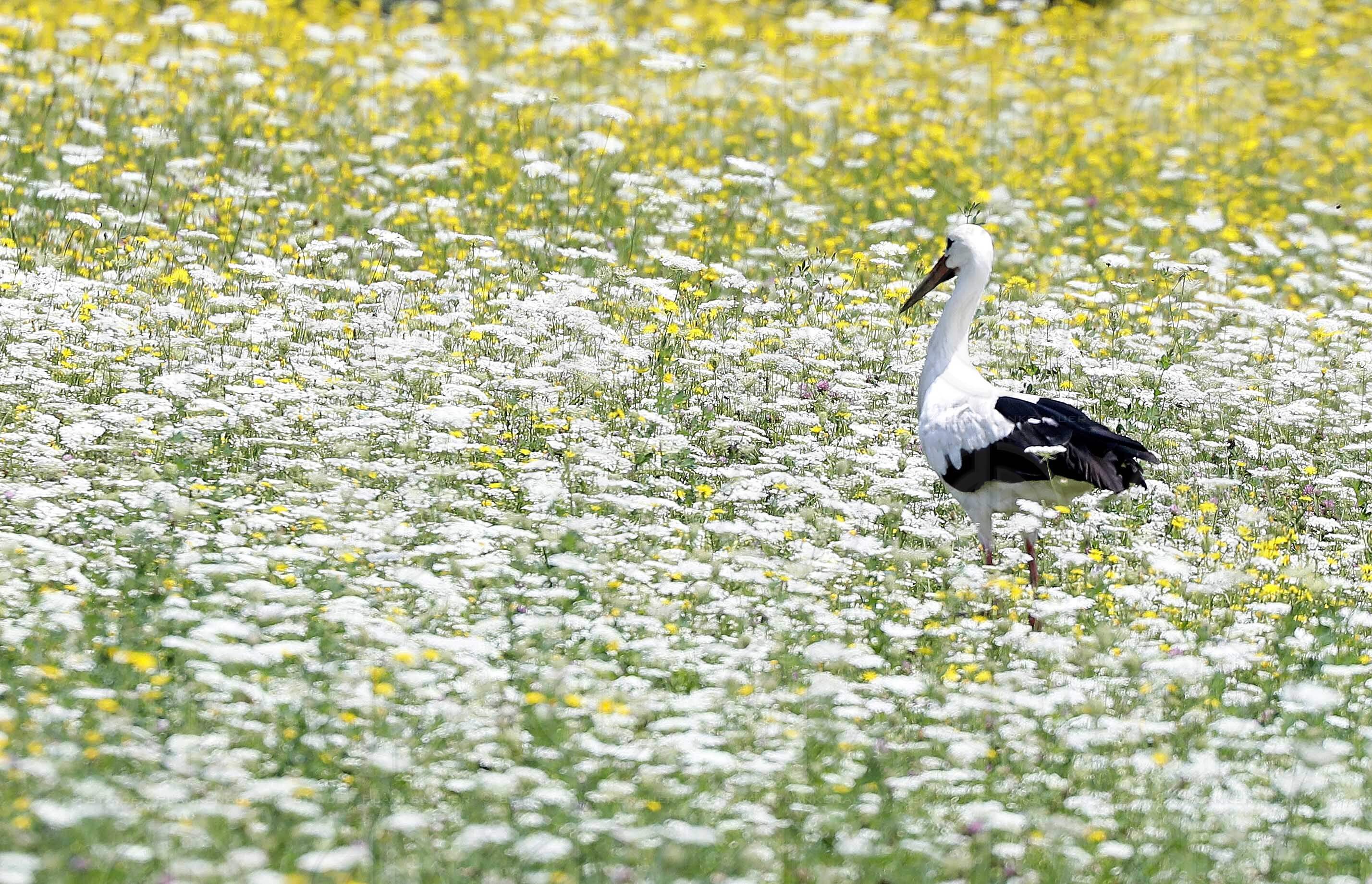 Natur in Stadtnähe -  4 Störche in der Ragnitz