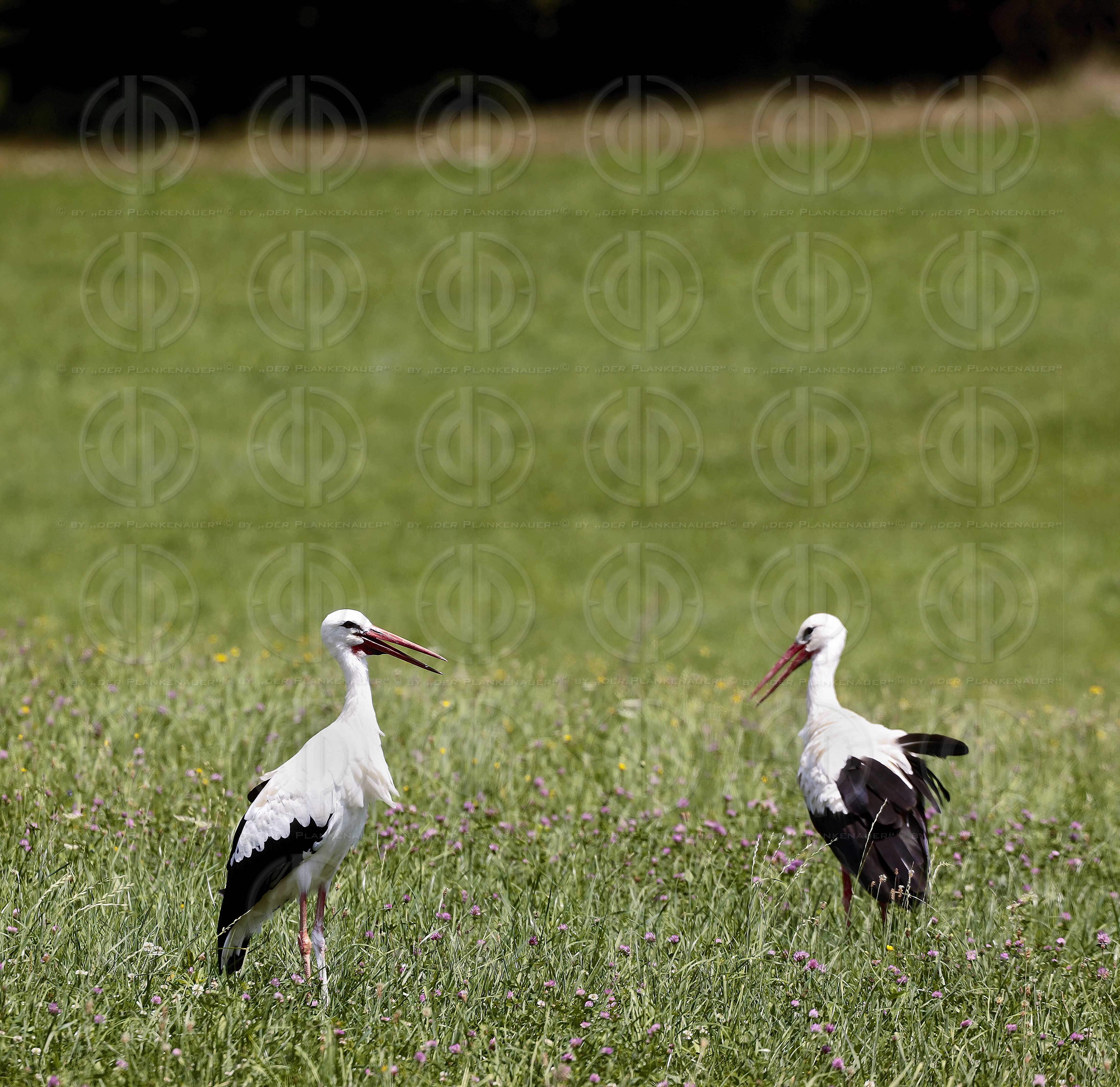 Natur in Stadtnähe - Störche in der Ragnitz