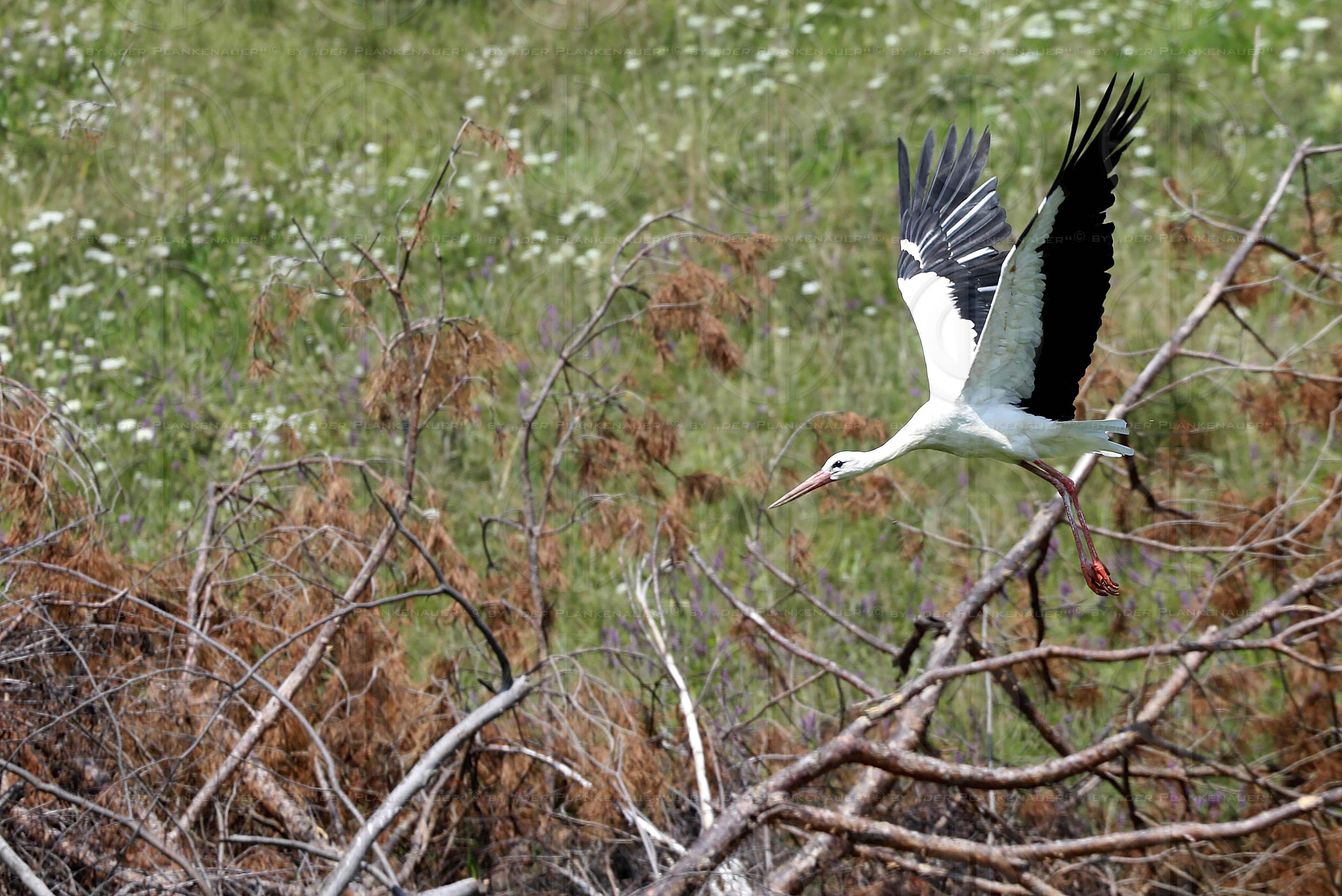 Natur in Stadtnähe -  4 Störche in der Ragnitz