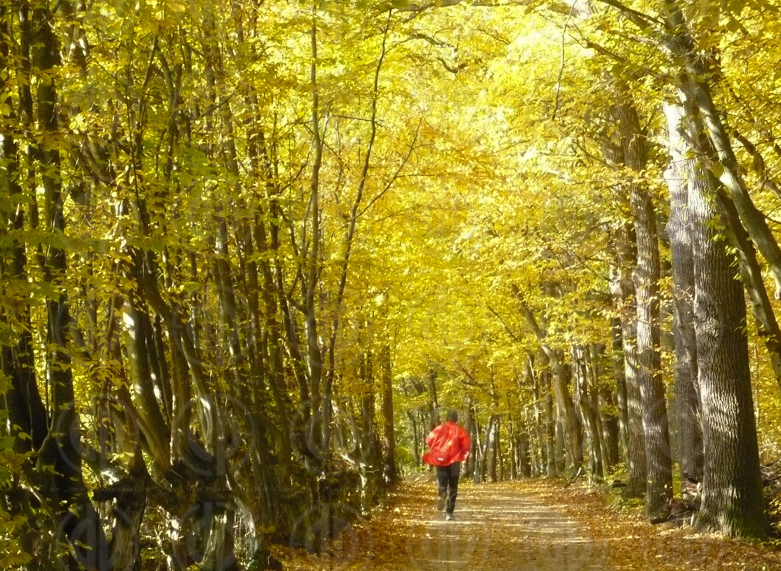 Herbstfarben zu Allerheiligen