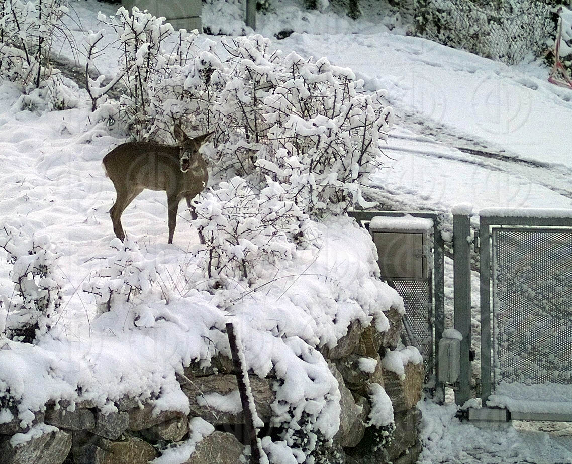 Wildtiere im Wohnbereich