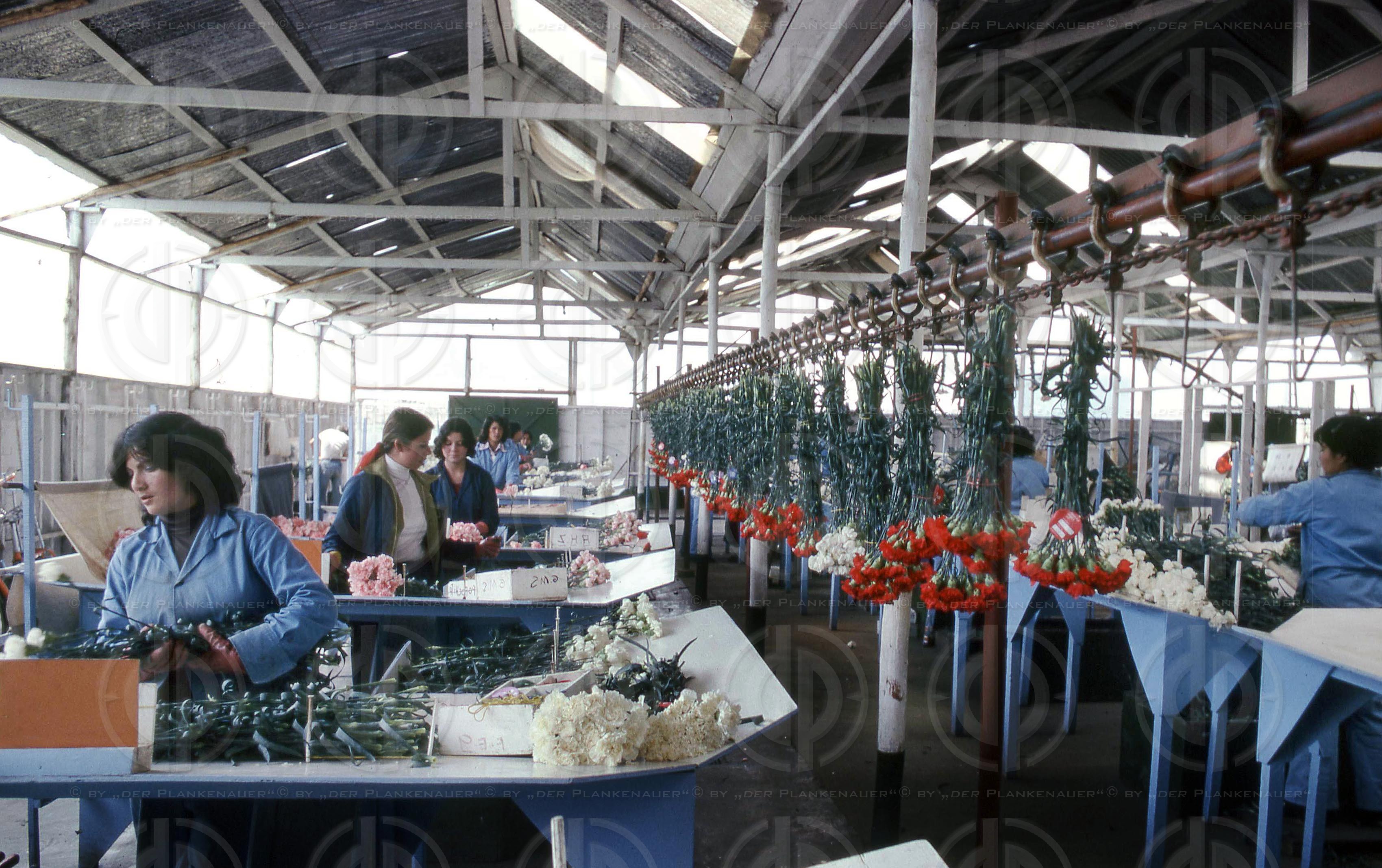 Blumen aus Kolumbien