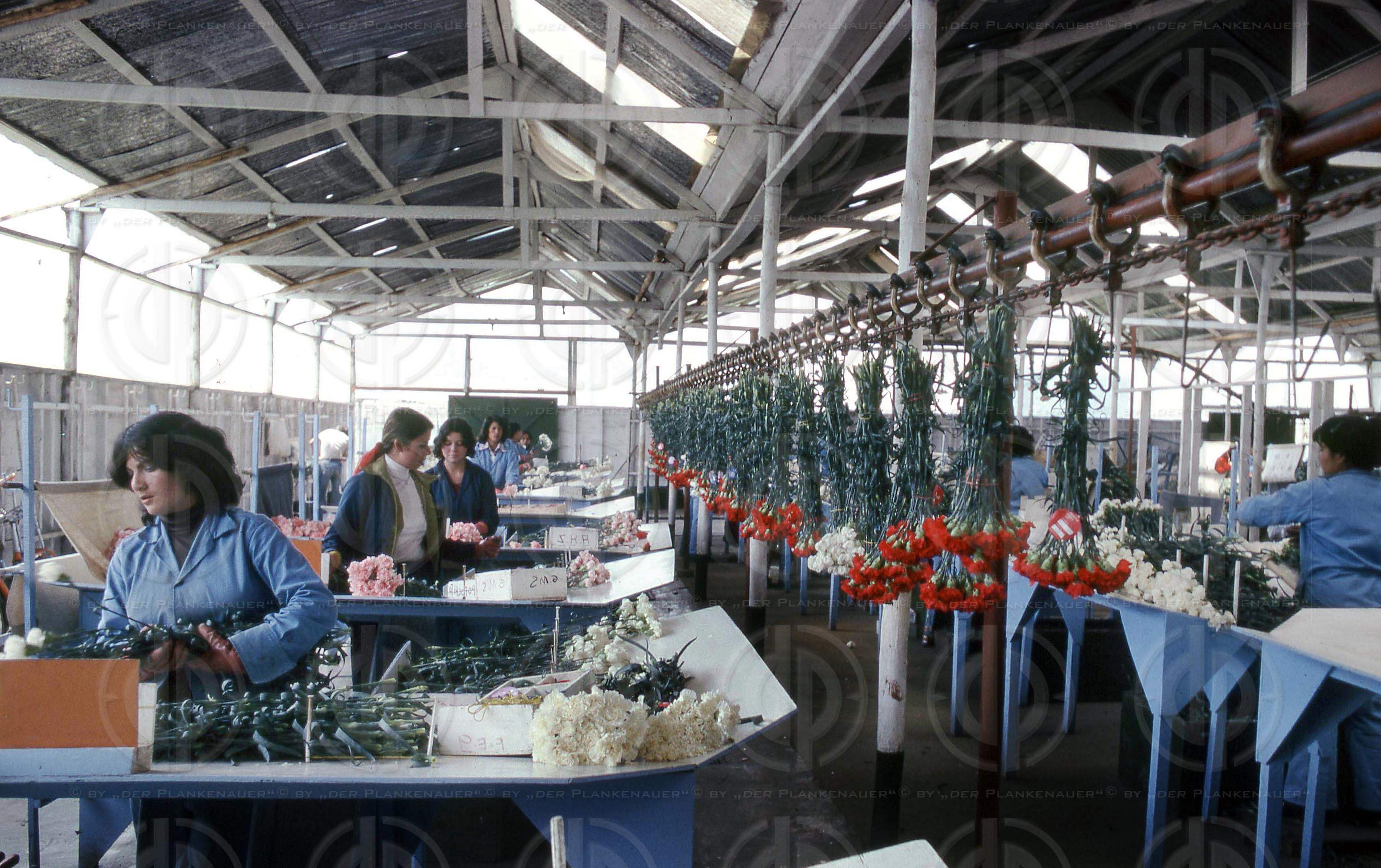 Blumen aus Kolumbien