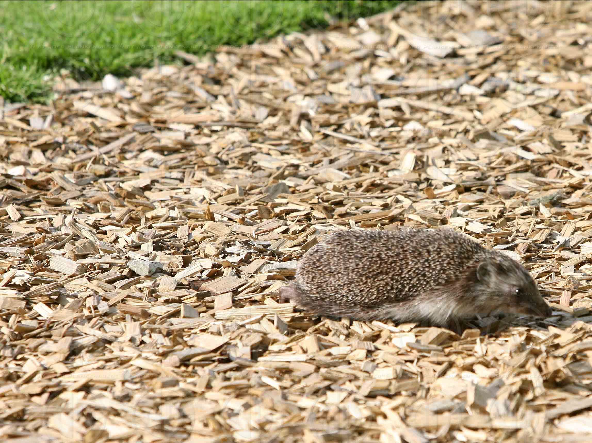 Das Institut-Charity Golf Einladungsturnier-Bewerb