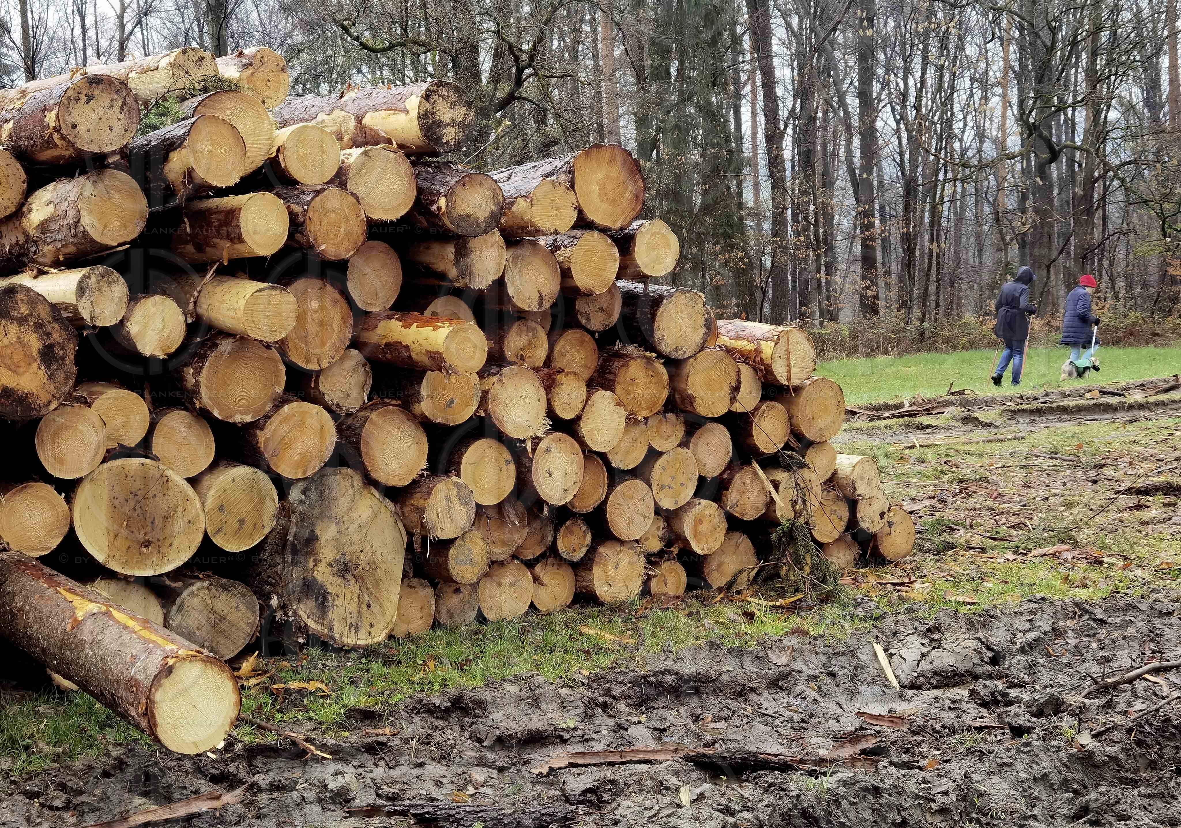 Waldspaziergang Rastbühel am 09.04.2023